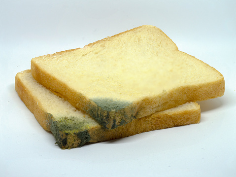 Bread Mold