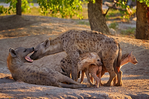 Family in the nature.  Hyenas enjoying the evening sunset 